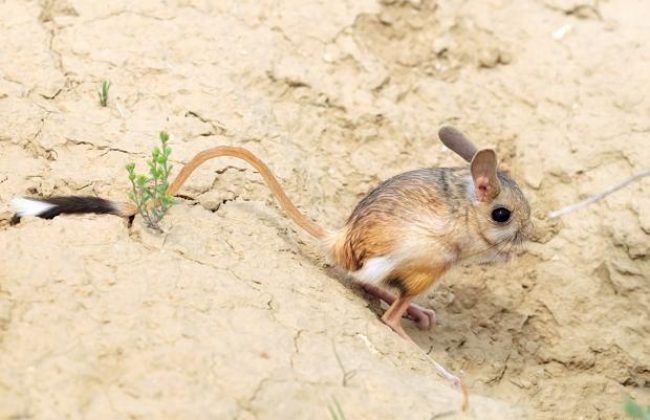 Jerboas