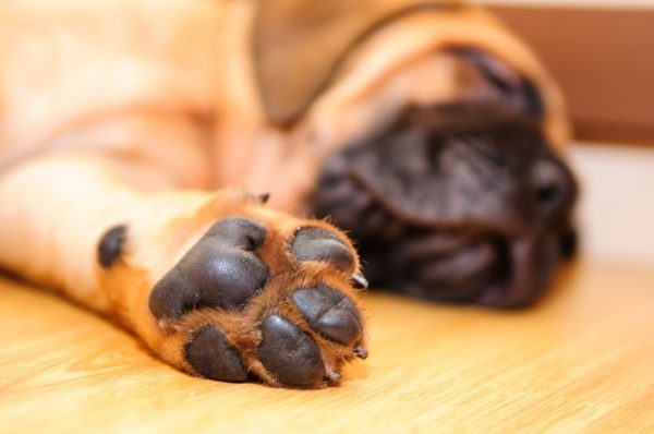 The dog has cold feet, what to do. Read the article