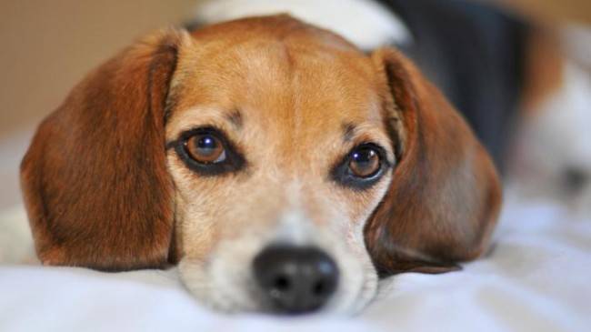 The dog has watery eyes. What to do
