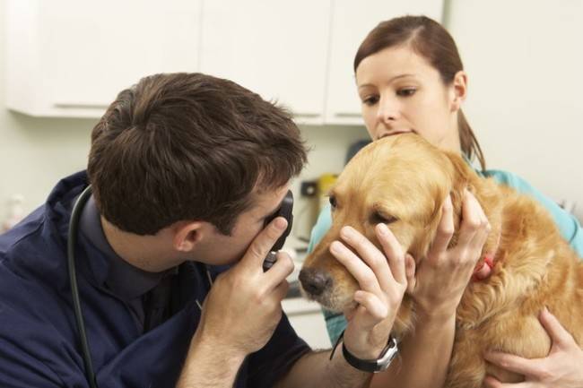 Help of a veterinarian with eye diseases in dogs
