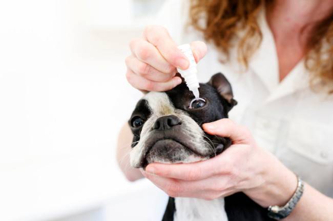 Treatment of lacrimation of eyes in dogs
