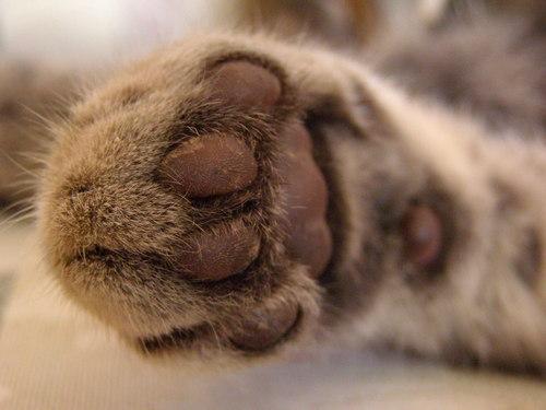 Cat claw removal