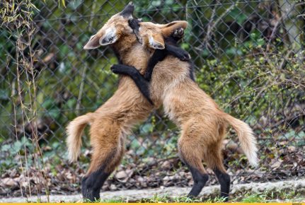 Puppies of a maned wolf play