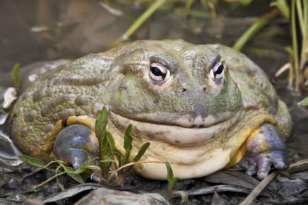 Photograph of an African Water Toad