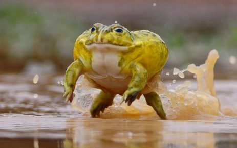 The aquatic toad is able to winter in its mucus for many years.