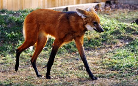 A maned wolf has long legs and big ears.