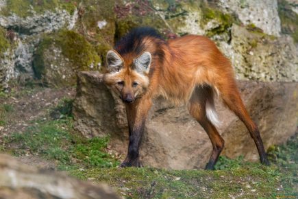 The maned wolf is wary