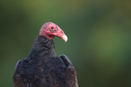 Turkey Vulture - Vulture Bird