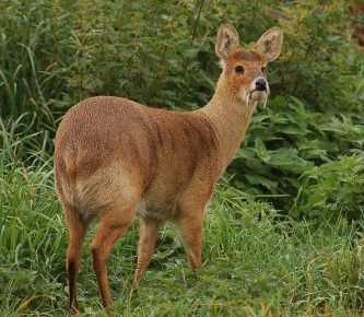 Saber-toothed deer