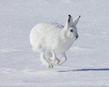 Arctic hare in the snowy expanses