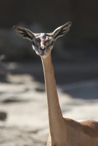 Waller's gazelle