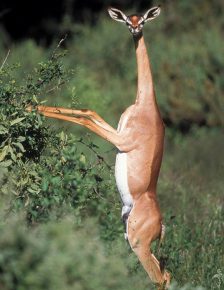 The antelope takes out green leaves from a thorny bush