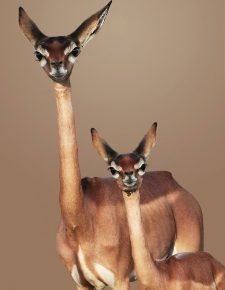 Gerenuk antelope with cub