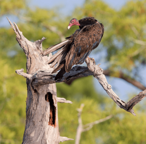 Vulture sits on a tree