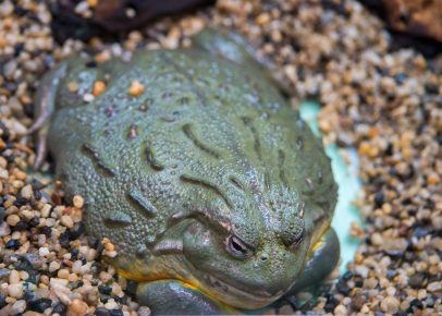 African Water Toad