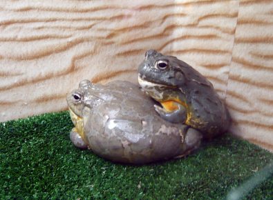African toads