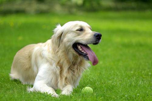 Care and maintenance of a domestic dog