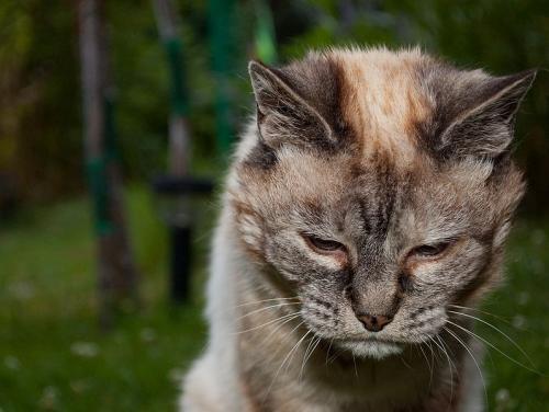 Care and care for old cats