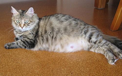 Caring for a pregnant cat: some tips and recommendations