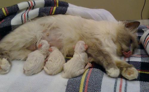 Caring for a cat and kittens after cesarean sections