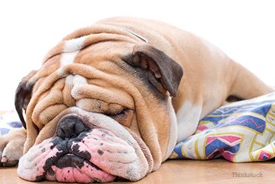 Skin Care, folds in the bulldog