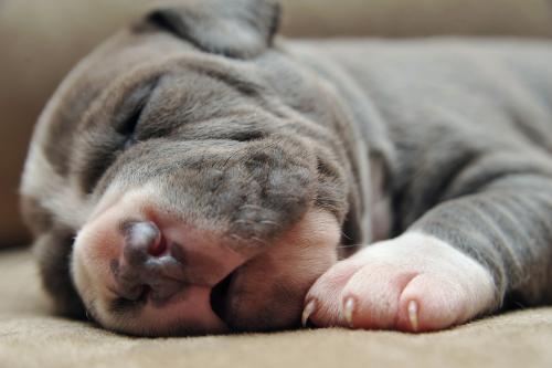 Newborn Puppy Care
