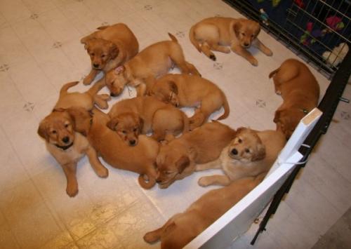 Caring for puppies in their first 12 weeks of life