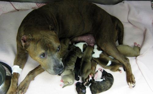Caring for a dog and puppies after cesarean sections