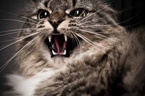 Cat bite - symptoms of infection and treatment