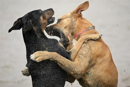 Dog bites