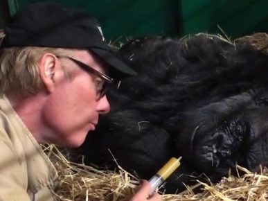 The last minutes of the life of a 57-year-old gorilla