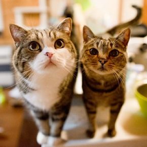 Cat Maru and cat Hanu