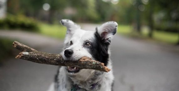 Border Collie with a stick