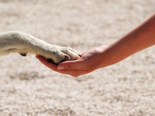 Euthanasia of cats and dogs. How to make a decision euthanize an animal?