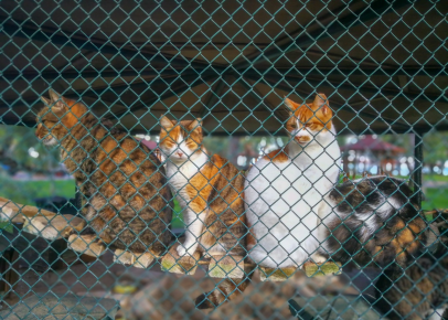 Cats in a cage