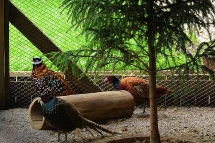Pheasants in the aviary