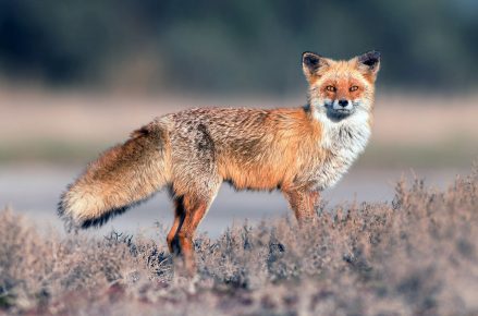 ordinary fox