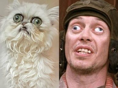scary cat and Steve Buscemi