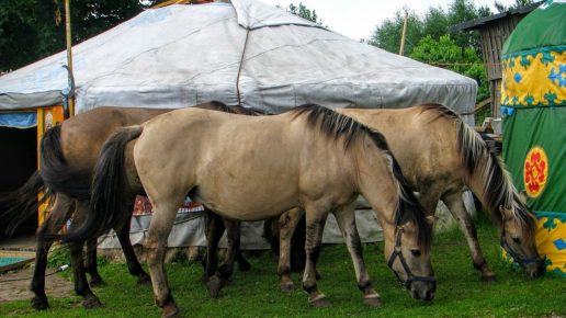 Tatar horses