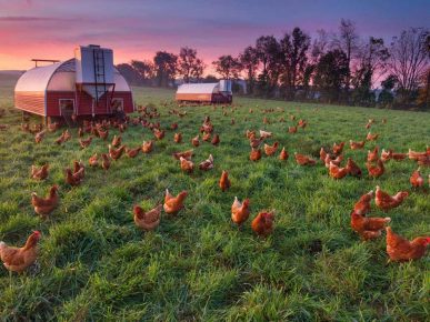 chicken farm