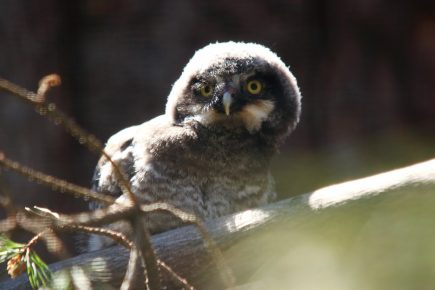 Owl from the Leningrad Zoo