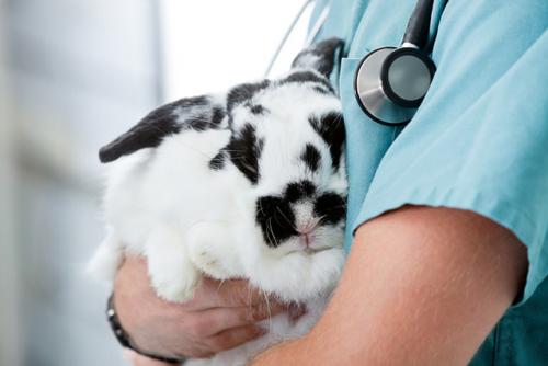 Rabbit vaccination: myxomatosis and HBV