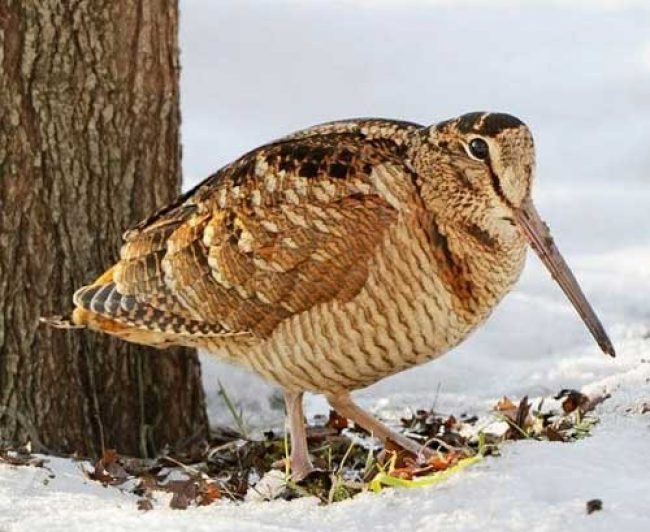 Woodcock