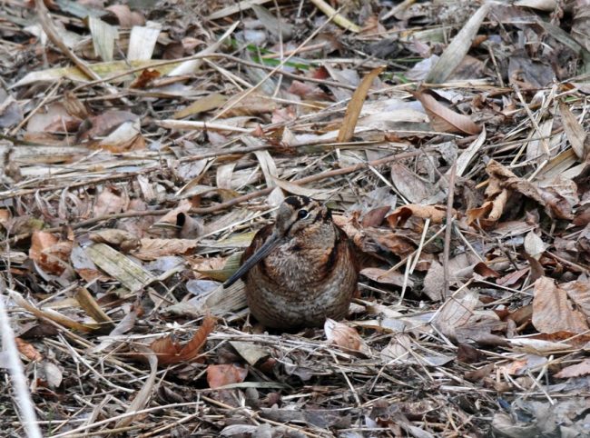 Woodcock