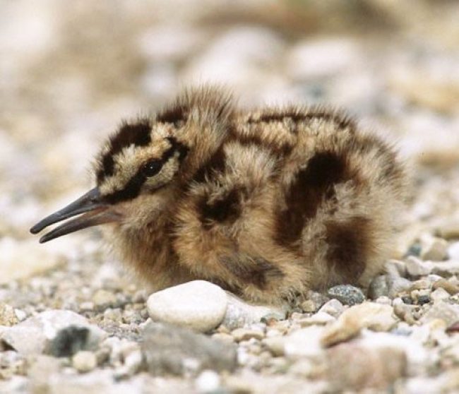Woodcock