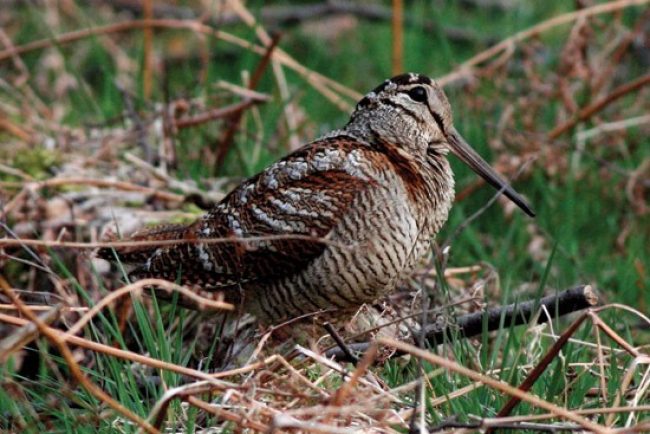 Woodcock