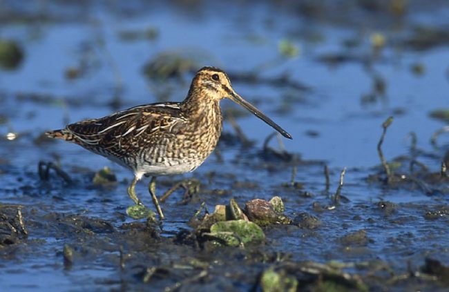 Woodcock