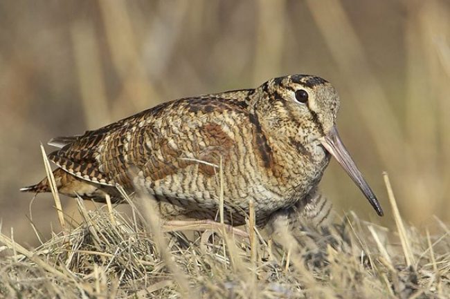 Woodcock