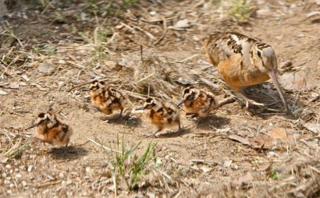 Woodcock