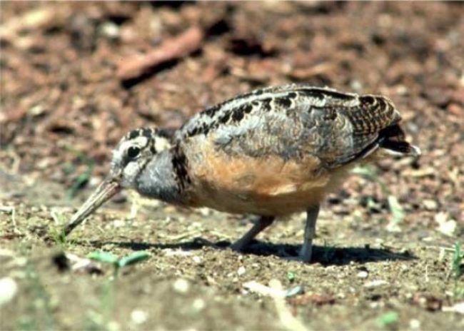 Woodcock